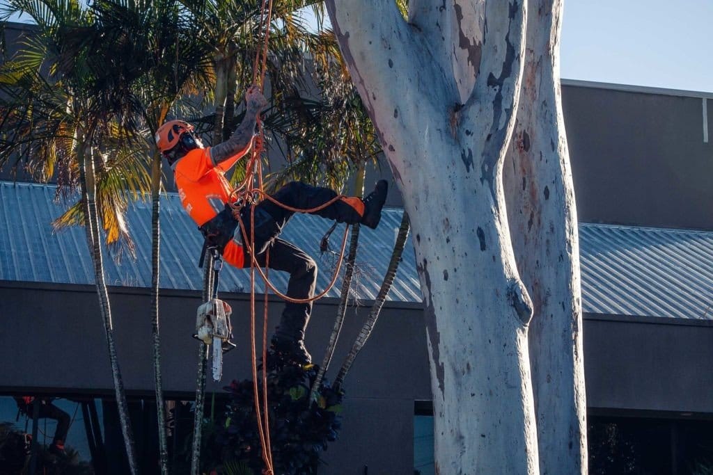 Home Aussie Tree Lopping Ipswich 7 Ipswich Tree Cutting