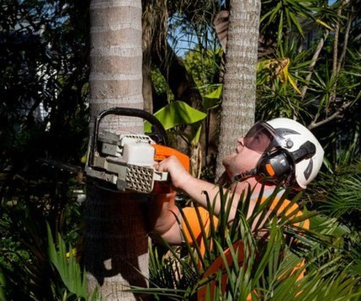 Tree Trimming Chips Tree Lopping Brisbane Southside 9 Palm tree pruning Ipswich