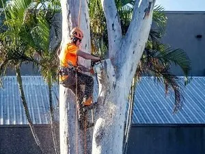Tree removal Ipswich QLD