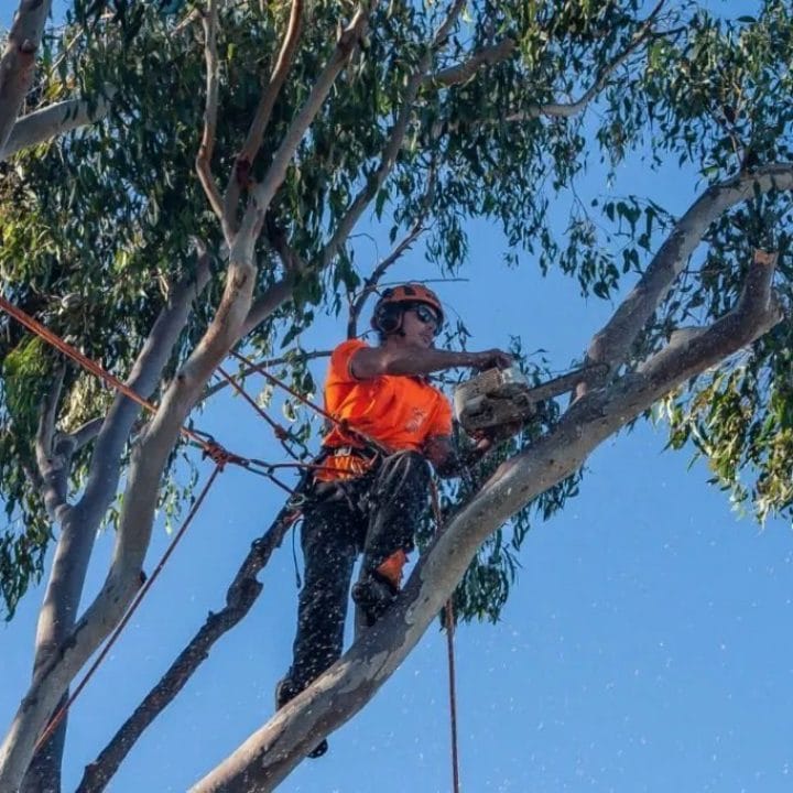 Tree Trimming Chips Tree Lopping Brisbane Southside 1 Trees pruned Ipswich