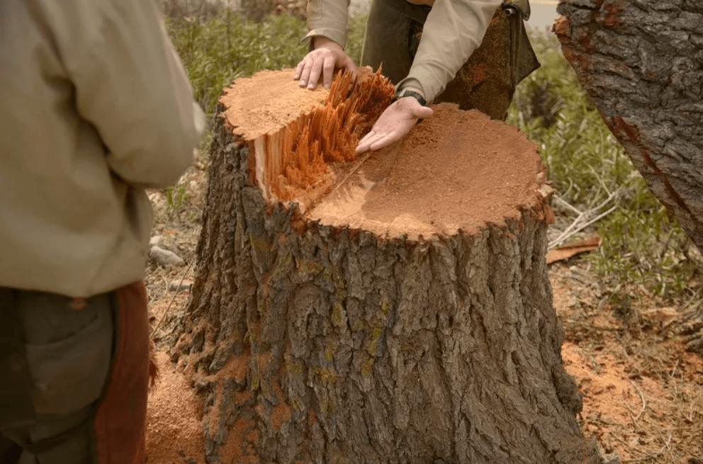 Tree Stump Removal Brisbane Southside