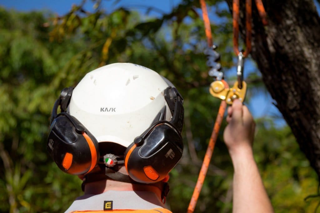 brisbane southside arborists