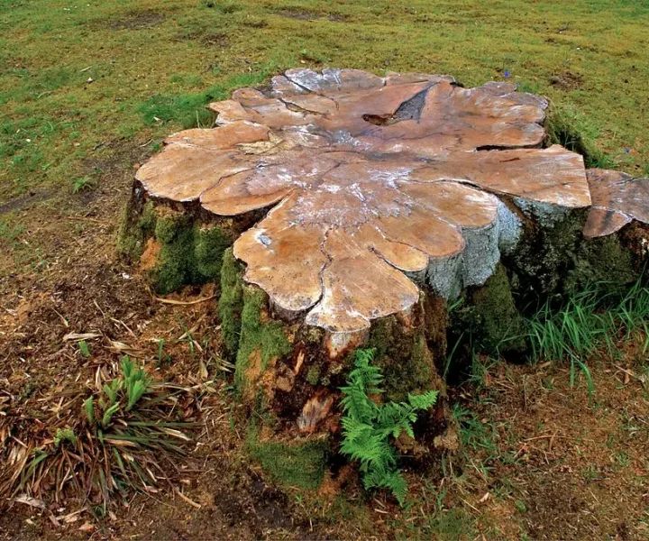 stump grinding in brisbane southside