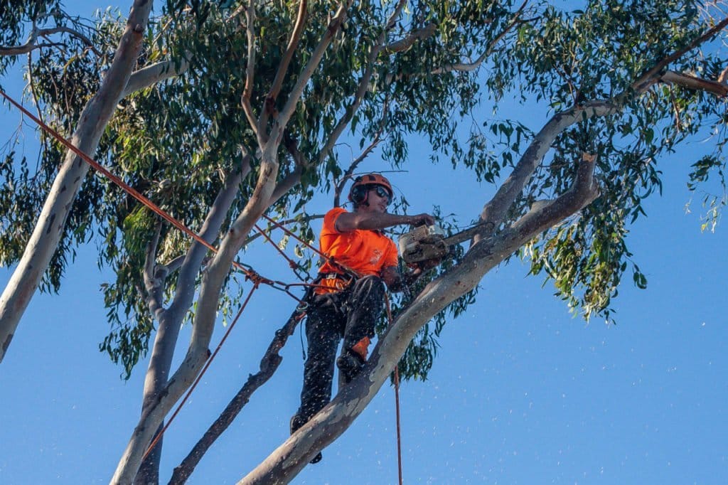 tree trimming brisbane southside service
