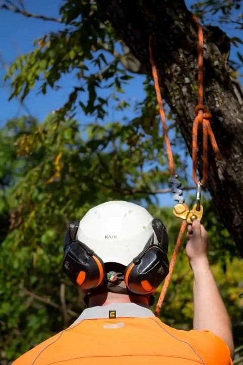Tree-Surgeons-Brisbane-Southside