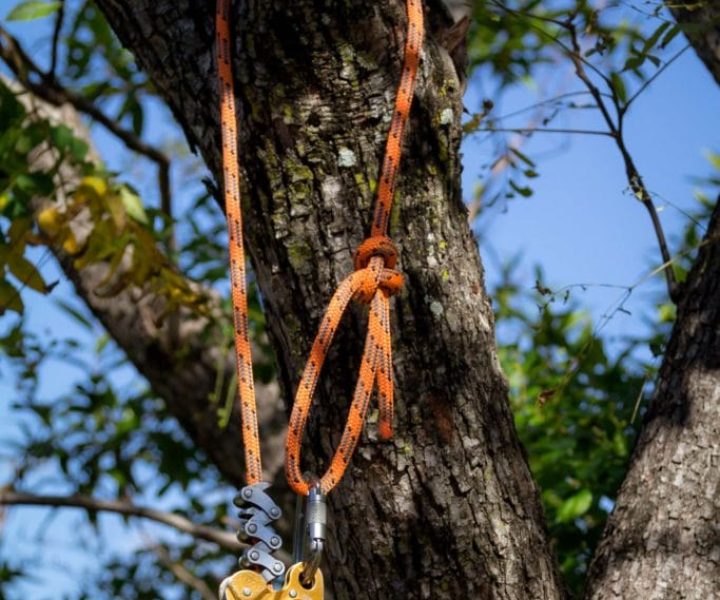 Arborist Service Brisbane Southside