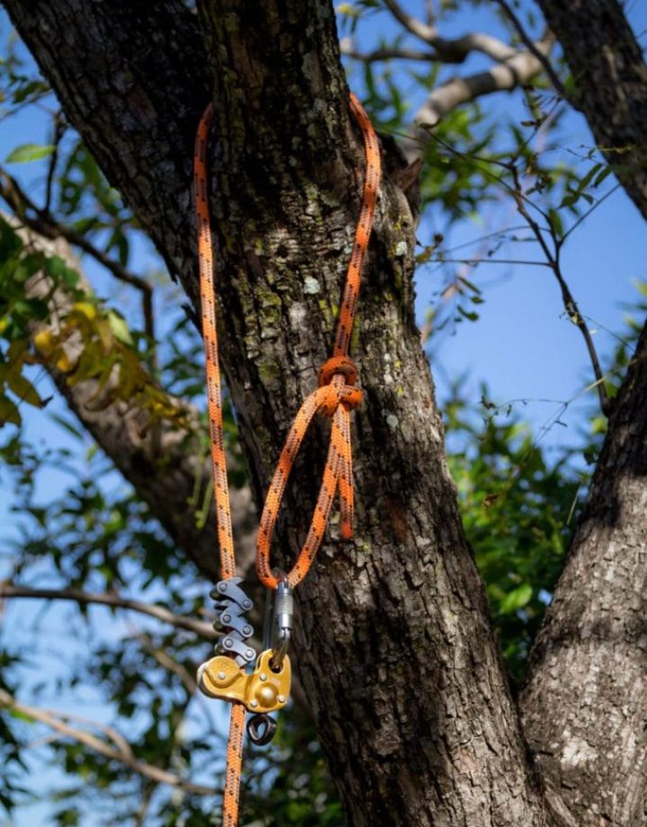 Arborist Service Brisbane Southside