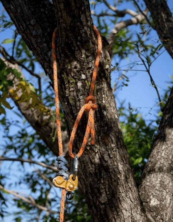 Arborist-Service-Brisbane-Southside