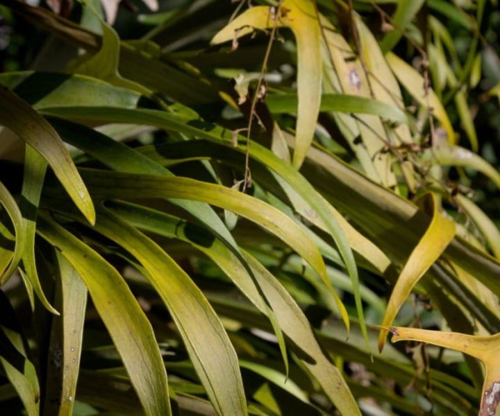 Leaves