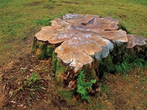 Stump Grinding Brisbane Southside Stump Grinding Brisbane Southside