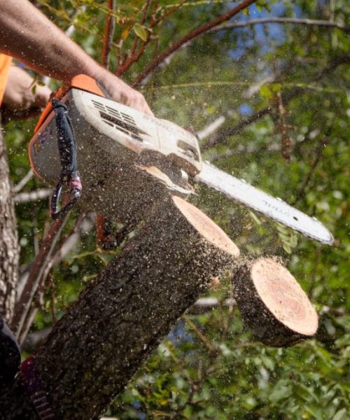 Tree Cut Brisbane Southside