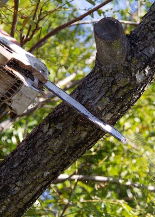 Tree Cutting Brisbane Southside