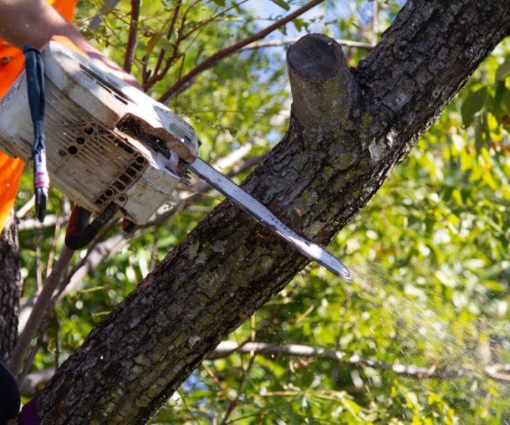 Tree Cutting Brisbane Southside
