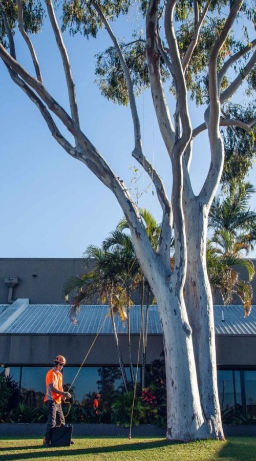 Tree Health Brisbane Southside