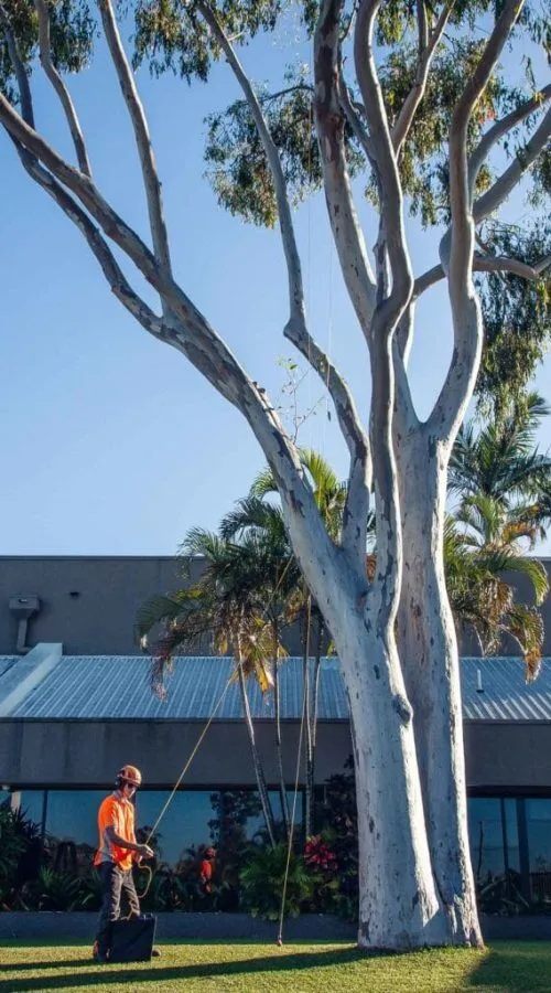 Tree-Health-Brisbane-Southside