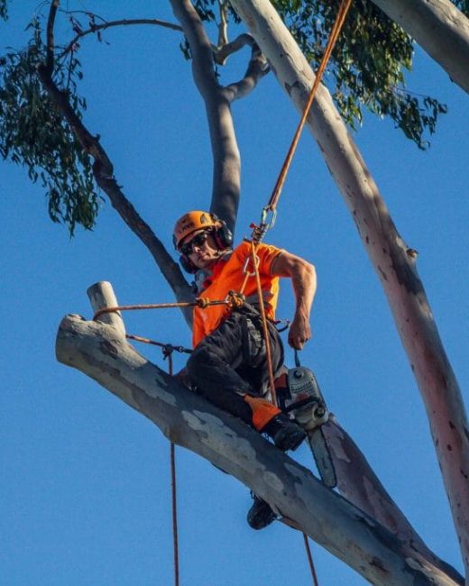 Tree Lopping Brisbane Southside