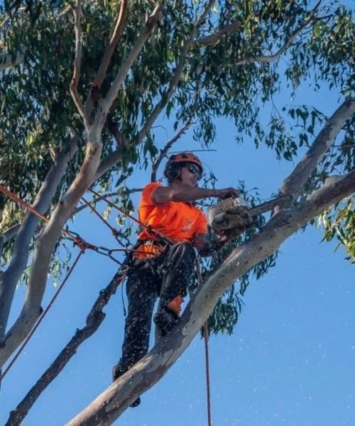 Tree Lopping Service Brisbane Southside