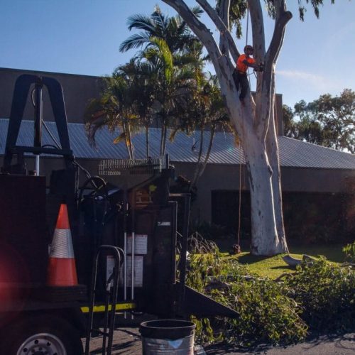 Tree Maintenance Brisbane Southside