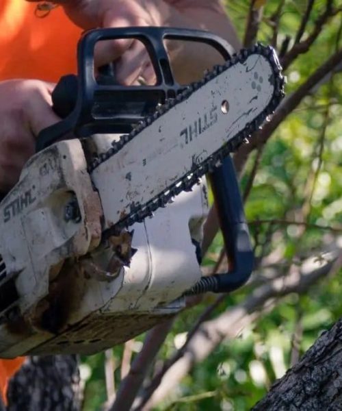 Tree Pruning Services Brisbane Southside