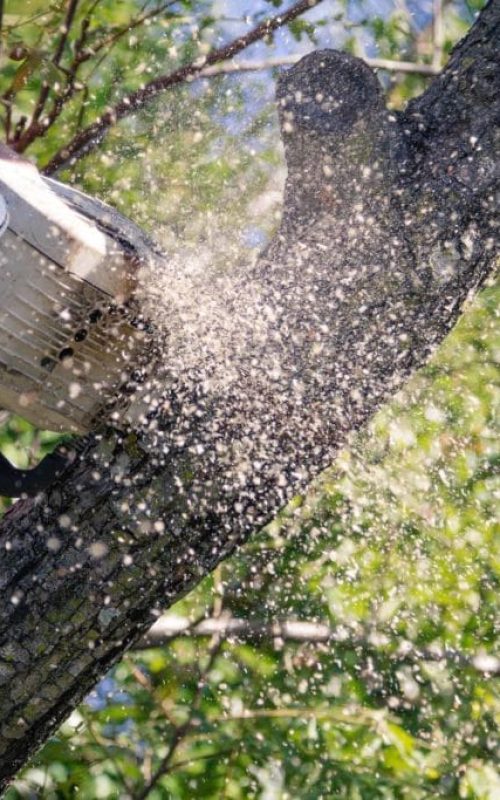 Tree Removal Service Brisbane Southside