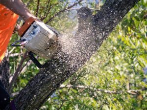 Tree-Removal-Service-Brisbane-Southside Tree-Removal-Service-Brisbane-Southside