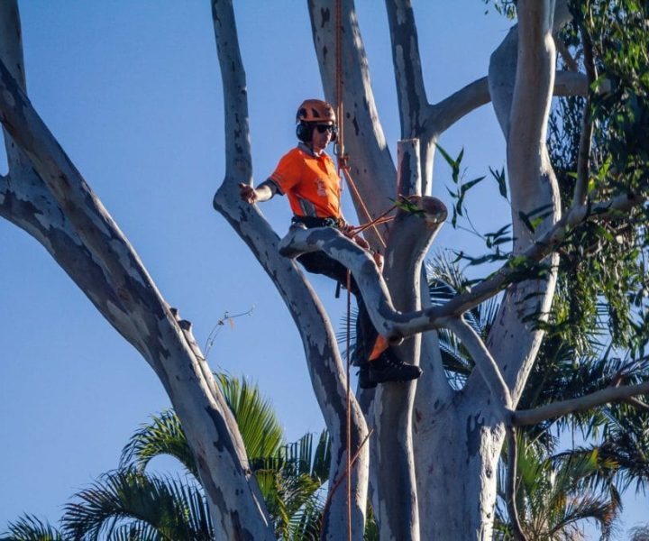 Tree Service Brisbane Southside