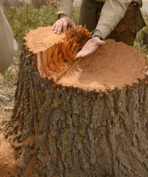 Tree Stump Removal Brisbane Southside