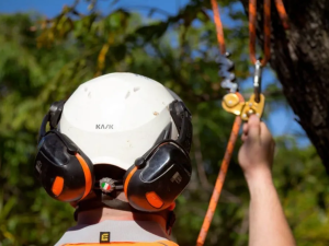 brisbane-southside-arborists brisbane-southside-arborists