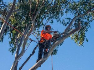 tree-trimming-brisbane-southside-service tree-trimming-brisbane-southside-service